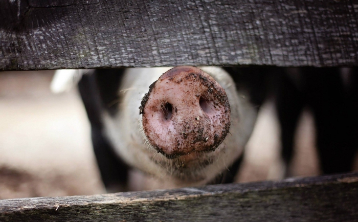 Pomoc dla producentów rolnych, którzy otrzymali zakaz hodowli świn
