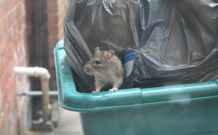 Szczur wychodzący ze śmietnika
