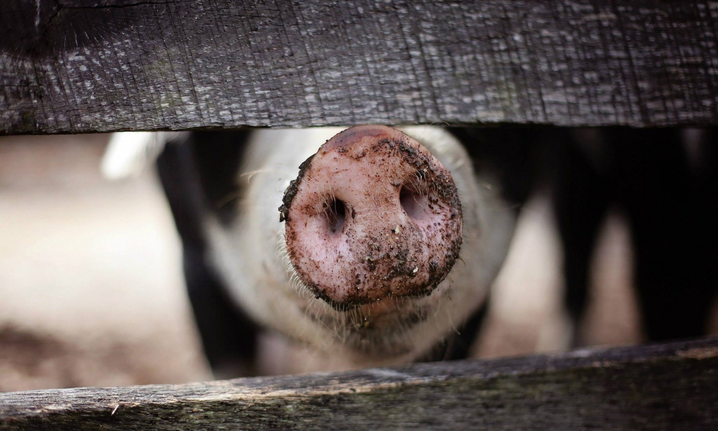 Pomoc dla producentów rolnych, którzy otrzymali zakaz hodowli świn
